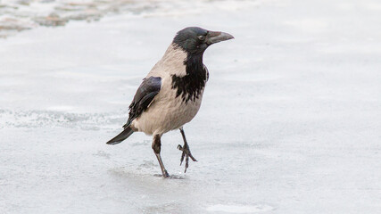 crow on snow