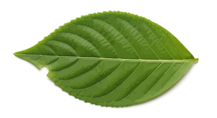 Fresh green leaf with bite marks, ideal for organic, nature, and eco-friendly designs