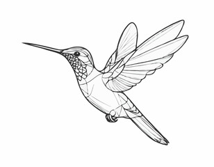 Hummingbird bird beautiful sketch hand drawn illustration