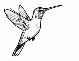 Hummingbird bird beautiful sketch hand drawn illustration