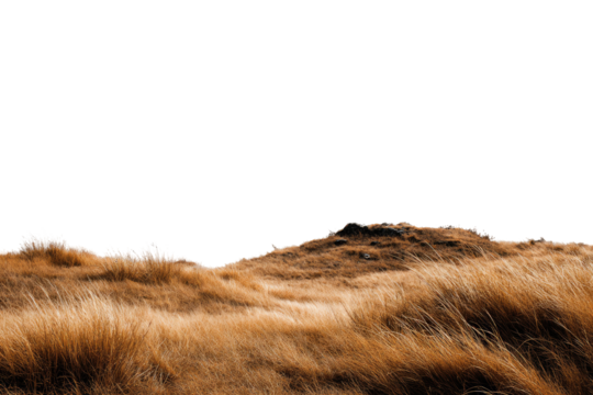 Dry golden grass field against dark sky