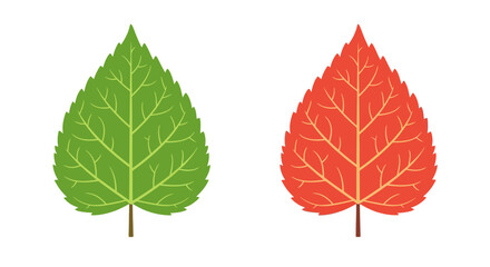 Obraz premium Vibrant autumn and spring leaf illustrations, perfect for seasonal designs and nature themes
