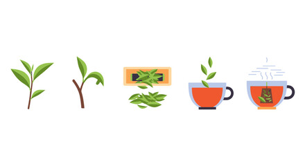 Tea brewing process: From fresh leaves to a steaming cup of delicious herbal tea