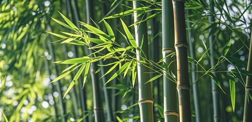 Bamboo Forest with Green Leaves and Sunlight, Fresh Natural Zen Background