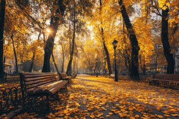 Obraz premium A serene city park with benches and tall trees covered in golden autumn leaves, creating a picturesque scene of nature's beauty.