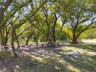 Sunbeams filter through the dense tree crowns, illuminating a recreation spot with a wooden table...
