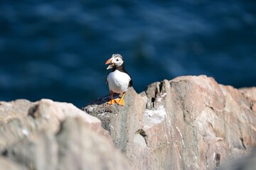 puffins