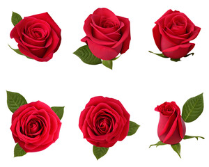 set of red rose flowers isolated on transparent background