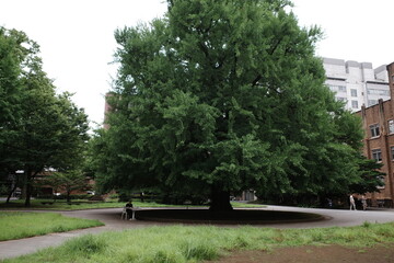 tokyo travel, acian architecture, summer, design