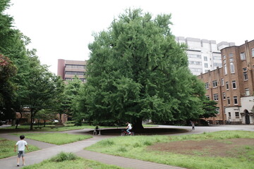 tokyo travel, acian architecture, summer, design