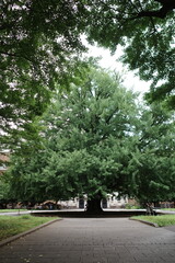 tokyo travel, acian architecture, summer, design