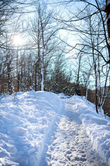 Forest pathway covered with snow, illuminated by bright winter sunlight