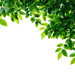 Lush green leaves in a corner frame