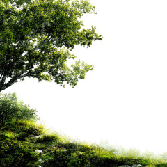 Fototapeta premium Lush green tree on a hillside