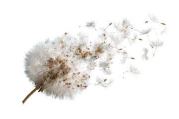 A seed head, dispersed