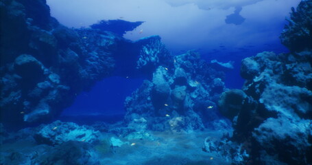 An underwater view of a vibrant coral reef filled with various fish and marine plants, highlighting the beauty and diversity of ocean life in crystal clear waters.