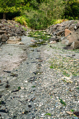 Park Summer Stream 2