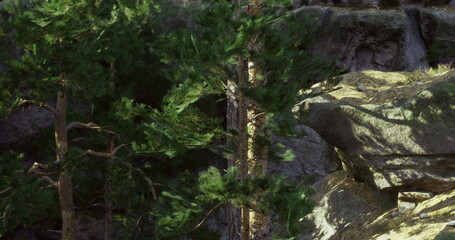 Tall green pine trees stand beside rugged rock formations, illuminated by warm sunlight in a mountainous area. This serene setting embodies the beauty of nature.