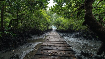 Lush mangrove boardwalk path