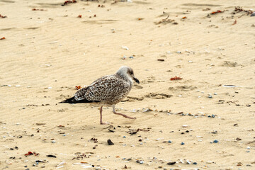 Juvenile european herring gull walking on sandy beach
