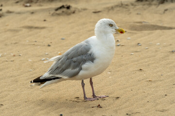 Seagull standing on sandy beach, coastal birdlife