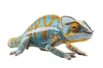 Obraz premium Close-up of a colorful chameleon