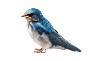 Close-up of a young bird (1)