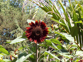 Dark sunflower on flower bed