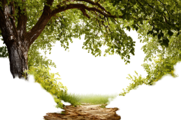 Lush foliage frames a path