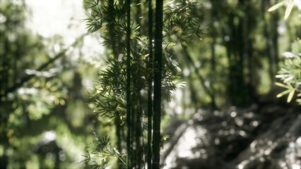 Fototapeta premium Amidst the serene bamboo grove, sunlight filters through lush green leaves, casting gentle shadows on the forest floor. This enchanting setting evokes peace and natural beauty.