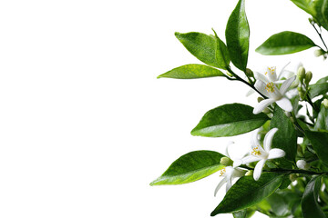 Obraz premium Close-up of citrus blossoms and leaves