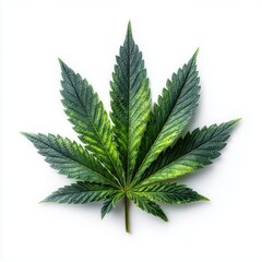 Close-up of a vibrant green cannabis leaf on white background