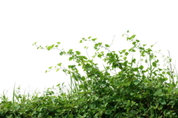 Lush green foliage edge