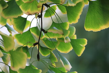 green leaves on the tree