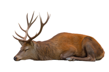 A deer lying down, antlers prominent
