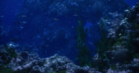 A tranquil underwater view showcasing a colorful coral reef, diverse fish swimming among rocks, and healthy aquatic plants illuminated by soft light filtering from above.