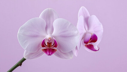 Obraz premium Elegant White and Pink Orchid Flowers on Pastel Background
