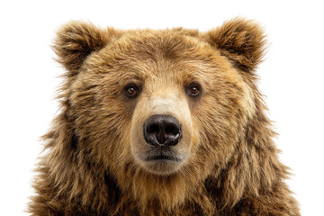 Fototapeta premium Close-up of a brown bear's head