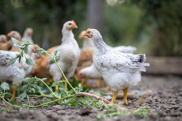 Young chickens exploring free range farm in nature