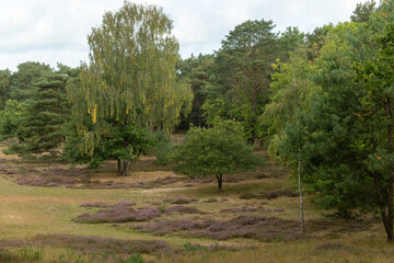 Birch and heather growing in clearing in dutch forest