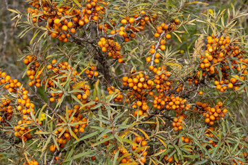 Ripe sea buckthorn berries growing on branch: close-up of orange superfood