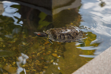 Red-eared slider turtle swimming at the surface of a clear pond