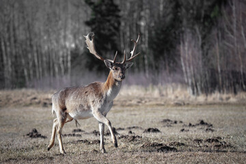 Majestic Stag Caught Mid-Step in Woodland Clearing