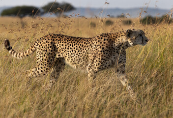Closeup of a cheetah moving the grassland of Masai Mara, Kenya