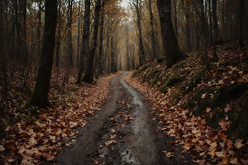 Fototapeta premium Misty Forest Path in Autumn – Dark and Mysterious Wood Trail