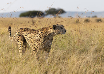 Portrait of a cheetah moving the grassland of Masai Mara, Kenya