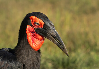 Portrait of a Southern ground hornbill with beautiful eye lace, Masai Mara, Kenya