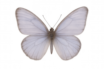 Beautiful white butterfly with open wings isolated on transparent background, perfect for creative projects