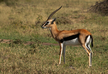 Closeup of a alert Thomson's Gazelle, Masai mara, Kenya