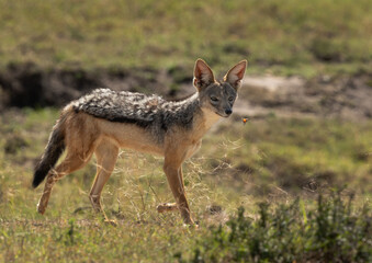 A black backed Jackal and a bee at Masai mara, Kenya